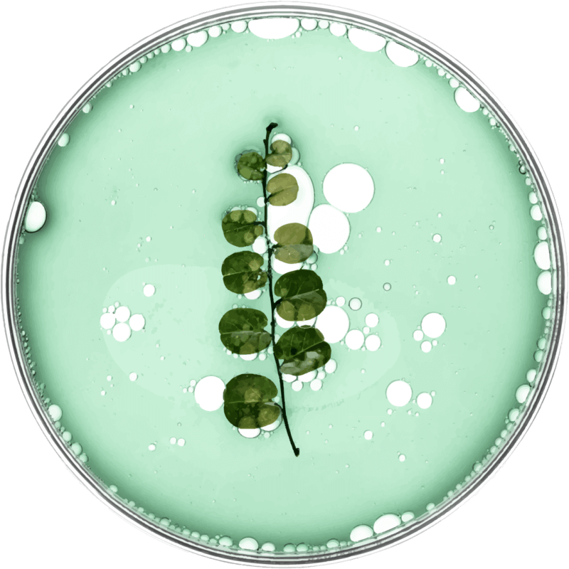 Grünes Blatt in einer Petrischale